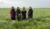 وضعیت سلامت و چالش‌های گیاهپزشکی مزارع سیاهدانه علی‌آباد کتول ارزیابی شد