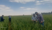 اجرای عملیات سم‌پاشی و کنترل آفات و بیماری‌ها در مزارع گندم و جو ایستگاه تحقیقات کشاورزی میامی