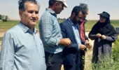 بازدید میدانی مشترک مرکز تحقیقات شاهرود و مرکز خدمات میامی از مزارع گندم، کلزا و پسته