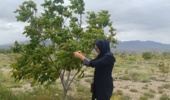 مشاهده آغاز مرحله گرده‌افشانی در کلکسیون ارقام گردوی ایستگاه تحقیقاتی رابر