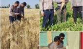 بازدید میدانی معاون پژوهشی مرکز از ایستگاه تحقیقاتی شاوور