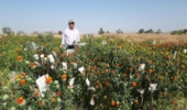 تداوم برنامه‌های به‌نژادی گلرنگ در سیستان؛ گامی در خط مقدم مقابله با بحران آب