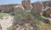 بررسی تغییرات پوشش گیاهی در پی نزولات آسمانی