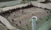 بازدیدبخش تحقیقات علوم دامی مرکز تحقیقات کشاورزی استان کرمان از مزرعه پرورش کبک ایستگاه تحقیقاتی شهید زنده‌روح