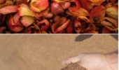 پسماندهای کشاورزی؛ از کنجاله زیتون تا تفاله پرتقال، جایگزینی راهبردی برای نهاده‌های وارداتی