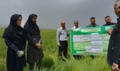 روز انتقال یافته‌های تحقیقاتی «مبارزه با عوامل خسارت‌زای مزارع گندم؛ سن غلات و بیماری زنگ زرد»