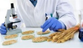 پروتئین بالا به‌تنهایی معیار کیفیت گندم نیست / گندم ۱۶ درصدی با هزار دانه ۲۵ گرمی مردود صنعت آرد