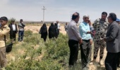 برگزاری روز مزرعه گل محمدی در استان خراسان شمالی