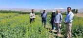 بازدید کلزاکار نمونه کشور از بخش تحقیقات دانه‌های روغنی