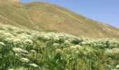 هشدار درباره کاهش ظرفیت چرای مراتع سهند تا سال ۱۴۳۰