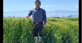 گام مؤثر در اصلاح تاریخ و تراکم کاشت گندم با تولید و بررسی لاین‌های دابل هاپلوئید