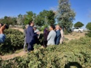 بازدید معاون سازمان تات؛ از توسعه کشت گل‌محمدی تا توانمندسازی زنان روستایی