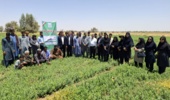 روز مزرعه استانی حنا در شهرستان رودبار جنوب