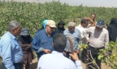 در راستای ارتقای دانش فنی بهره‌برداران و آشنایی با روش‌های نوین باغداری  رویداد «روز مزرعه» برگزار شد.