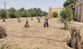 راه اندازی سیستم آبیاری تحت فشار در قطعه جدید الاحداث کنار در ستاد پژوهشکده خرما و میوه‌های گرمسیری