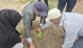 کشت 50 اصله کنار پیوندی در ستاد پژوهشکده خرما و میوه‌های گرمسیری با مشارکت مدیریت باغبانی سازمان جهادکشاورزی