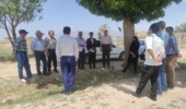 برگزاری روز مزرعه کشت مخلوط علوفه قصیل در منطقه بسطام شاهرود