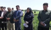 حضور معاون پژوهشی مرکز تحقیقات کشاورزی گلستان در رویداد آموزشی روز مزرعه بروجرد