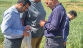 کارگاه آموزشی مدیریت کرم خوشه خوار گندم برای بهره‌برداران شهرستان میامی برگزار شد