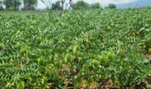 توسعه کشت پاییزه نخود در سرعین؛ راهبردی برای افزایش پایداری تولید در دیم‌زارهای اردبیل