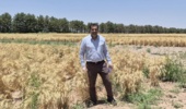 بازدید میدانی از مزارع بذور پرورشی و هزارخوشه ایستگاه تحقیقات شهید زنده‌روح