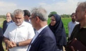 رصد و ارزیابی ۶۰۰ رقم گوجه‌فرنگی در مرکز آموزش عالی امام خمینی(ره)