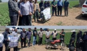 کنترل و مدیریت سفیدک دروغین سیب‌زمینی؛ گامی موثر برای کاهش خسارت مزارع
