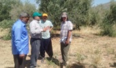 کارگاه آموزشی «شناخت چالشهای زیستی پسیل زیتون و مدیریت علمی کنترل آن» برگزار شد