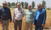 بازدید میدانی از ایستگاه تحقیقاتی شهید زندهروح و طرحهای تکثیر بذور پرورشی گندم و جو