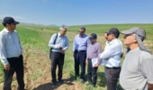 بررسی کیفیت رقم «هشترود» در ایستگاه تحقیقاتی تیکمهداش
