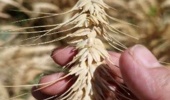 بررسی مشکلات کشاورزان بردسیر و ارائه راهکار؛ بازدید از مزارع گندم، ذرت و سیب‌زمینی