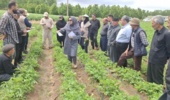 پایش مرحله داشت سیبزمینی در سایت الگویی اردبیل