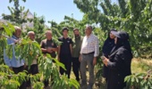 آموزش مدیریت مگس میوه مدیترانه‌ای به باغداران دهج؛ تأکید بر پایش مستمر باغ‌ها در فصل برداشت