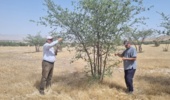 آغاز عملیات نمونه‌برداری از گونه کنار در بوشهر