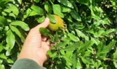 استان کرمان- شهرستان ارزوئیه- هم‌افزایی کارشناسان و باغداران برای حفاظت از محصول استراتژیک انار