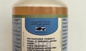 موفقیت شعبه شیراز موسسه رازی در ساخت نخستین واکسن سه‌گانه آبزیان کشور؛ پروانه تولید صادر شد