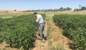 شتاب‌بخشی به تولید بذر و محصولات دانش‌بنیان در آذربایجان شرقی