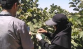 بازدید میدانی محقق مرکز شاهرود از مزارع و باغات فرومد باهدف بررسی مسائل فنی و ارائه راهکارهای تخصصی