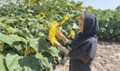 اجرای طرح تحقیقاتی پایش آفت دانه‌‌خوار آفتابگردان در آذربایجان‌غربی