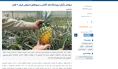 سواحل مَکُران؛ رویشگاه تازه آناناس و میوه‌های استوایی ایران