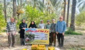 بازدید محقق مرکز تحقیقات بوشهراز باغ الگویی نخیلات در دالکی