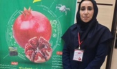 بررسی تاثیر سایبان بر کیفیت و کمیت میوه انار رقم ملس ساوه توسط عضو هیات علمی پژوهشکده مرکبات و میوه‌های نیمه‌گرمسیری