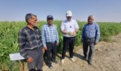 محصول جایگزین ارزن مرواریدی گامی در جهت