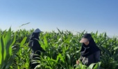 ارزیابی کارایی کنترل بیولوژیک و تلههای فرمونی در بازدید از مزرعه ذرت شهرستان بردسیر