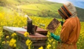 زنبورعسل ۹۰ برابر ارزش عسل، در تولیدات کشاورزی نقش دارد