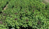 مزرعه پرورش و تکثیر گونه ای ریحان سبز بومی ایران