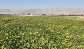 لرستان، کانون تبادل دانش کشاورزی؛ برگزاری رویداد ملی انتقال یافته‌های نوین تحقیقاتی در بروجرد و ازنا