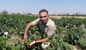 بازسازی ژنتیکی به کمک نشانگرهای مولکولی و اصلاح معکوس