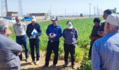 روز مزرعه کشت حفاظتی و کشت لوبیا روی بسترهای بلند در در روستای رشیدآباد خمین