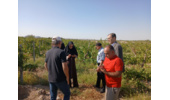 پیگیری عارضه ریزش گل در باغ انگور شاهانی مکی روستای صالح‌آباد شاهرود با مشارکت استادان و محققان